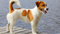 Russell Terrier