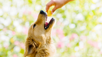 Safe Treats: Can my Dog have "People" Food?