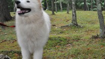 The Samoyed