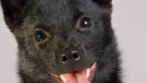 Schipperke