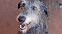 The Scottish Deerhound