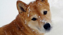 Dogs, Breeds, Shiba Inu