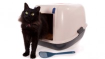 cat pooping in litter box