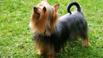 Silky Terrier