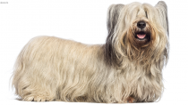 Skye Terrier