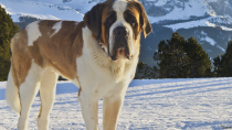 Saint Bernard 