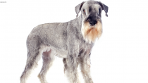 Standard Schnauzers