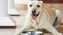 Study Looks at Nutritional Management of Canine Epilepsy 