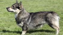 The Swedish Vallhund