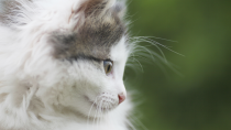Tapeworm Infection in Cats