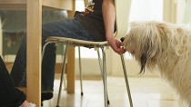 Little boy sneaking food to the dog