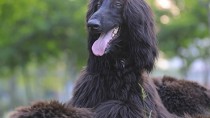 Afghan Hounds