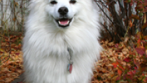 American Eskimo Dog