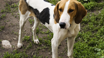 American Foxhounds