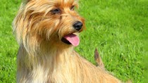 Australian Terrier