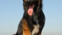 Belgian Tervuren