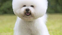 Bichon Frise