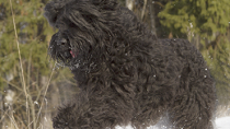 Black Russian Terrier running through the snow