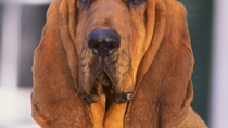 The Bloodhound