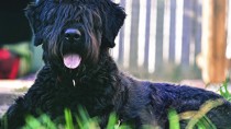 Bouvier des flandres