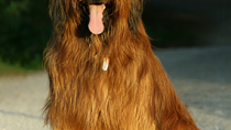 The Briard 