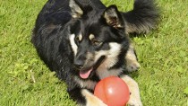 The Finnish Lapphund