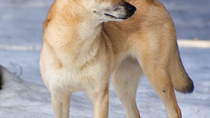 Finnish Spitz