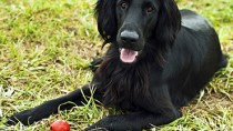 Flat-Coated Retrievers