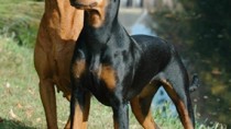 German Pinscher