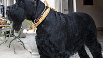 Giant Schnauzers