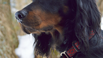 The Gordon Setter