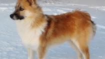 The Icelandic sheepdog