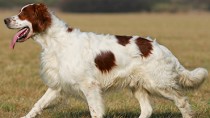 Irish Red and White Setter