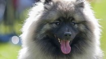 The Keeshond