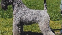 Kerry Blue Terrier