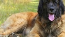 The Leonberger