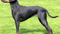 Manchester Terrier