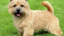 Norwich terriers 