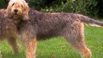 The Otterhound