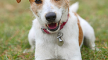 Parson Russell Terrier