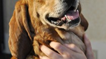 Redbone Coonhound