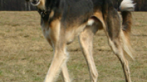 Saluki