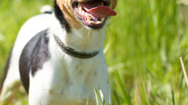 The Smooth Fox Terrier