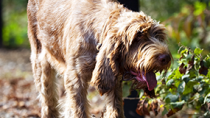 Spinone Italiano