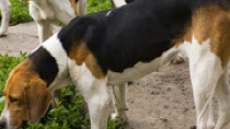 Treeing Walker Coonhound