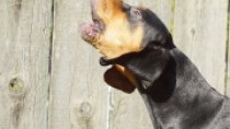 The black and tan coonhound