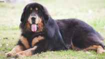 The Tibetan Mastiff