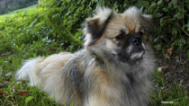 Tibetan Spaniel