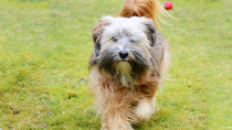 Tibetan Terrier