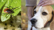 Tick Paralysis in Dogs